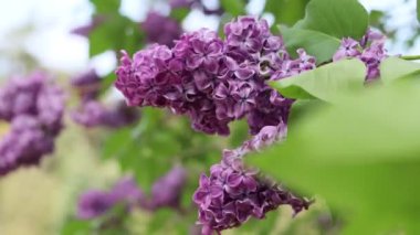 Çiçek açan leylağın manzarası