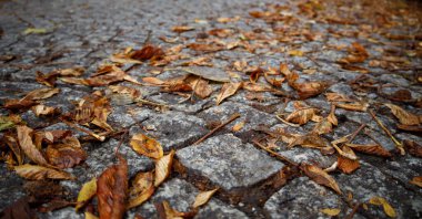 Sonbahar sarı yapraklarıyla döşenmiş kaldırım taşı yolu.