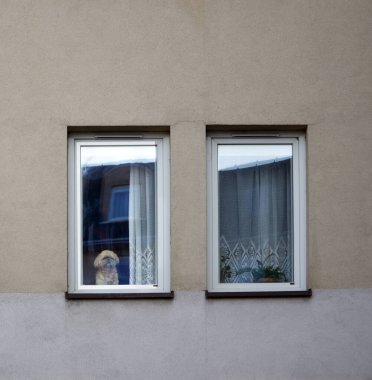 Tatlı köpek Pekin köpeği pencereden dışarı bakar ve sahibini bekler.