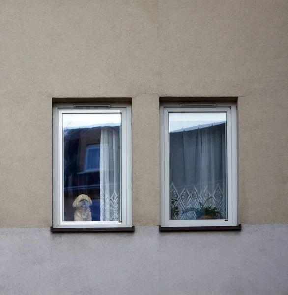 Carino cane pechinese guarda fuori dalla finestra e aspetta il proprietario Immagine Stock