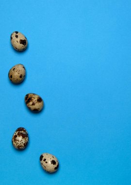 Mavi arka planda beş taze bıldırcın yumurtası.
