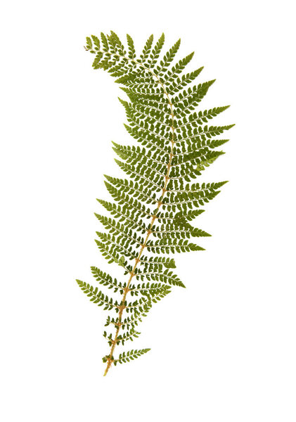 Green fern leaf isolated on white background.herbarium