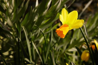 Çiçek açan nergis çiçeği ilk bahar güneşinin ışınlarında
