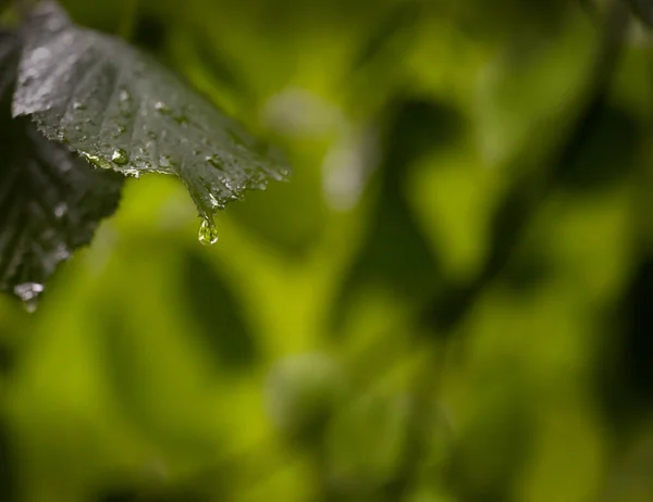 Folhas verdes molhadas após a chuva com gotas de água — Fotografia de Stock