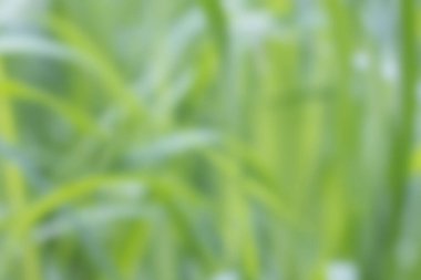 Bir yaz gününde yeşil çimlerin bulanık görüntüsü. Arka plan. Odaklanma yok.