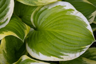 Yapraklar, soyut yeşil dokular, doğa arka planı, tropikal yaprak