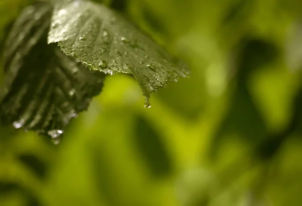 Folhas verdes molhadas após a chuva com gotas de água — Fotografia de Stock