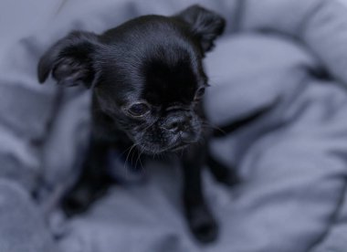 Little black dog sitting on a grey puffer