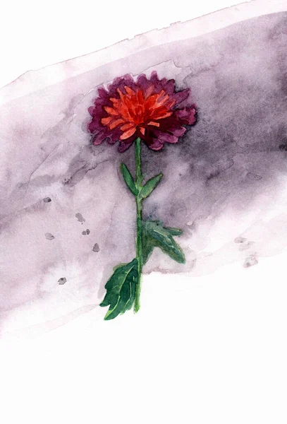 Ručně kreslená ilustrace Red Chrysantemum. Malba akvarelem. — Stock fotografie