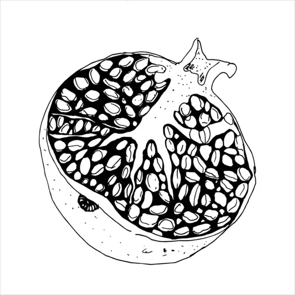 Handgezeichnete Granatapfel Illustration Granatapfel Mit Kernen Umriss Vektorskizze Als Illustration — Stockvektor