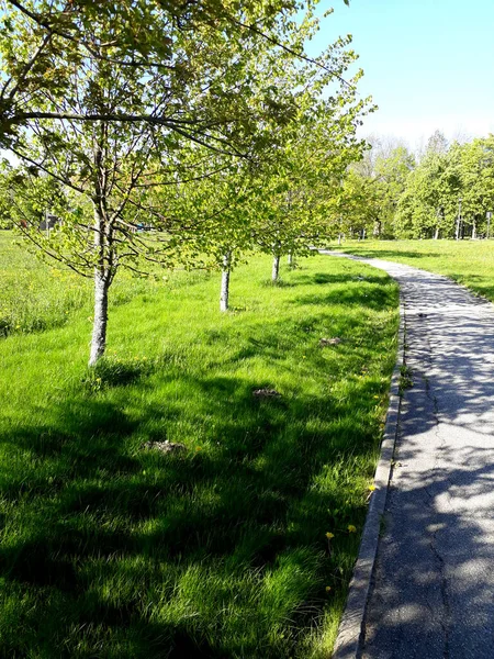 Yeşil Bahar Geçidi. Peyzaj.