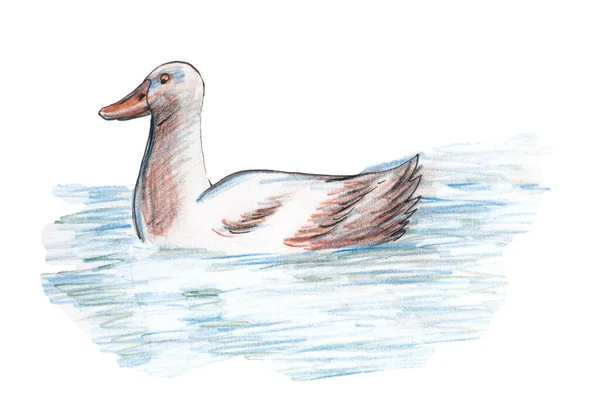 Kézzel rajzolt illusztráció Fehér kacsa úszik. Színes ceruzák. — Stock Fotó