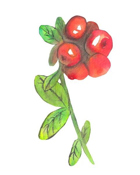 Handgetekende illustratie Cowberry. Rode lingonberry. Noordelijke bosbessen. Aquarelpotloden schilderen. — Stockfoto