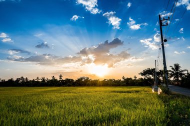 pirinç alan üzerinden günbatımı