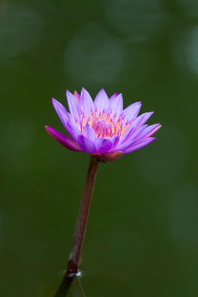Violet lotus blossom — Stock Photo, Image