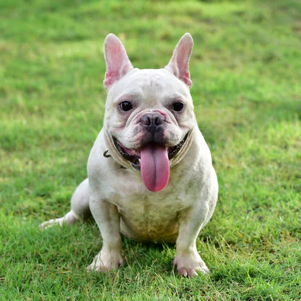 Bulldog francés en campo de hierba — Foto de Stock