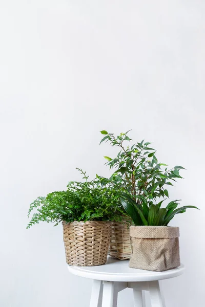 Curly green fern Nephrolepis exaltata, ficus benjamin,yucca plant or Dracaena fragrans in a pot on white table. Plant is considered to be air purifying. white wall background — Stock Image Curly green fern Nephrolepis exaltata, ficus benjamin,yucca plant or Dracaena fragrans in a pot on white table. Plant is considered to be air purifying. white wall background Royalty Free Stock Images