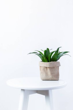  seçici odak noktası yucca bitkisi ya da Dracaena parfümleri yeşil yapraklar ya da beyaz arka planda izole edilmiş beton kaptaki Cornstalk dracaena ağacı. Boşluğu kopyala