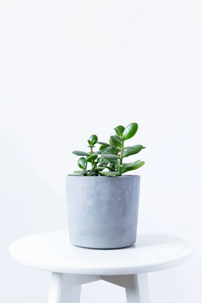 Messa a fuoco selettiva pianta domestica pianta succulenta Crassula ovata conosciuta come Jade Plant o Money Plant in vaso di cemento isolato su sfondo bianco — Foto Stock