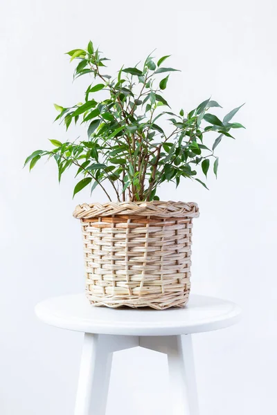 Indoor adult home plant - ficus benjamin in a wicker basket on a white wall background. Copy space — Stock Image Indoor adult home plant - ficus benjamin in a wicker basket on a white wall background. Copy space Stock Picture