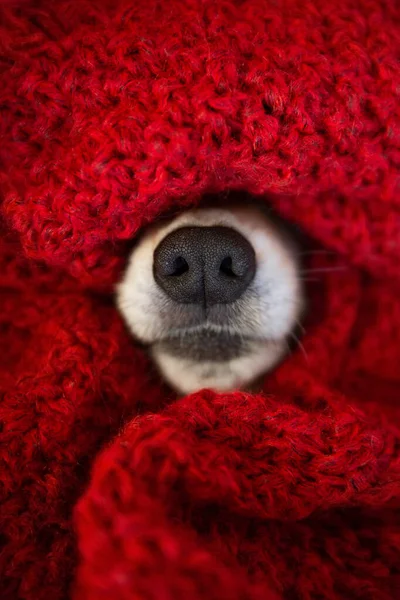 Kırmızı eşarp örülmüş Galli Corgi Pembrok köpeğinin siyah burnu. Kış sezonu kaplama zamanı. Cozyness ve komik köpek