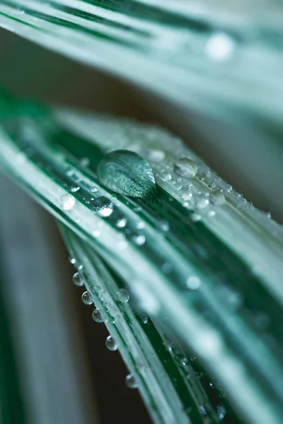 Gotas de lluvia en el primer plano de hierba. Enfoque suave, discreto. Fotografía natural atmosférica. Verde agua de marea — Foto de Stock