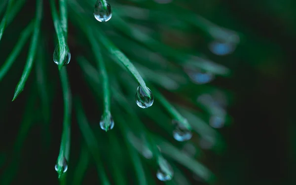 Gotas de lluvia en las ramas de coníferas de cerca. Enfoque suave, discreto. Fotografía natural atmosférica. Verde agua de marea — Foto de Stock