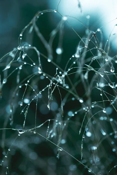 Gotas de lluvia en la hierba delgada de cerca. Enfoque suave, discreto. Fotografía natural atmosférica. Verde agua de marea — Foto de Stock