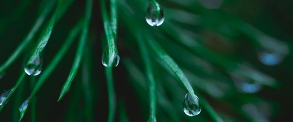 Gotas de lluvia en las ramas de coníferas de cerca. Enfoque suave, discreto. Fondo natural atmosférico. Verde agua de marea. banner — Foto de Stock
