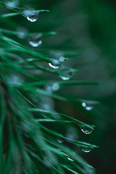 Gotas de lluvia en las ramas de coníferas de cerca. Enfoque suave, discreto. Fotografía natural atmosférica. Verde agua de marea — Foto de Stock
