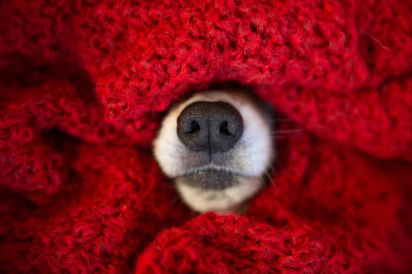 Kırmızı eşarp örülmüş köpek burnu. Kış mevsimi ve rahatlama zamanı. Komik köpek. Kapat.