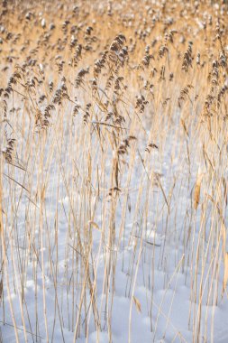 Kışın güneş ışığında pampa otları. Açık hava boho tarzı doğa