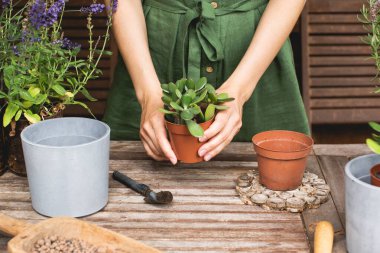 Kadın bahçıvanlar, ahşap masada plastik saksılarda yeşim bitkisi naklediyorlar. Ev bahçesi kavramı. Bahar geldi. Ev bitkileriyle ilgileniyorum.