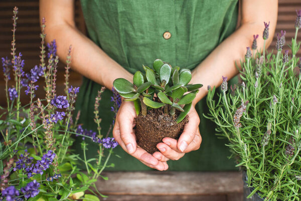Woman gardeners transplanting jade plant, holding in hands ground with plant. Concept of home garden. Spring time. Taking care of home plants