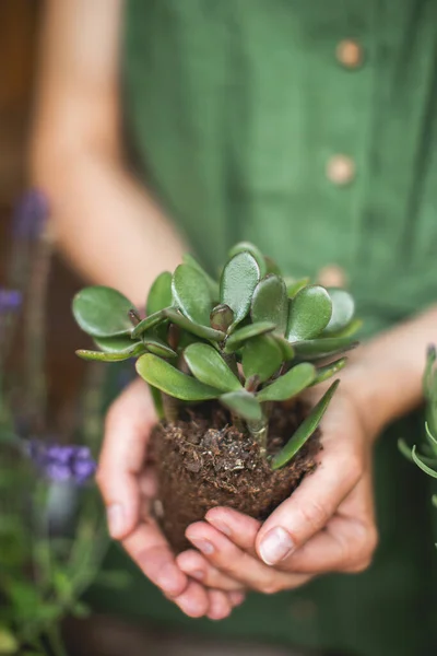 Jardineiros mulher transplantando planta jade, segurando em mãos chão com planta. Conceito de jardim em casa. Hora da Primavera. Cuidar de plantas de casa Imagens De Bancos De Imagens Sem Royalties