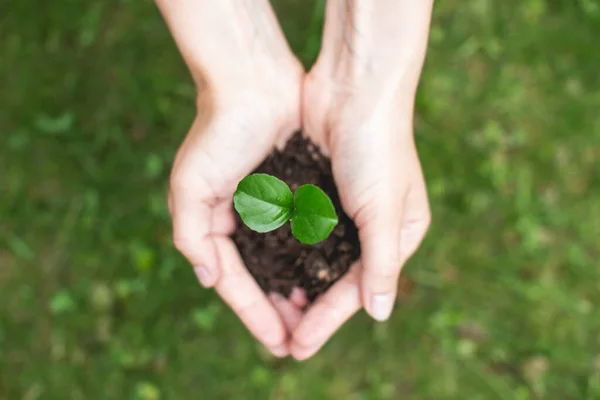 Mulher segurando planta nas mãos. Conceito de jardim em casa. Conceito de ecologia. Hora da Primavera. Cuidar de plantas de casa. vista superior Imagens De Bancos De Imagens