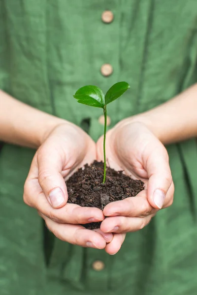 Mulher segurando planta nas mãos. Conceito de jardim em casa. Conceito de ecologia. Hora da Primavera. Cuidar de plantas de casa Imagens De Bancos De Imagens Sem Royalties