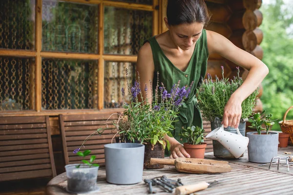 Jardineiros mulher regando planta jade em vasos de plástico na mesa de madeira. Conceito de jardim em casa. Hora da Primavera. Cuidar de plantas de casa Fotos De Bancos De Imagens