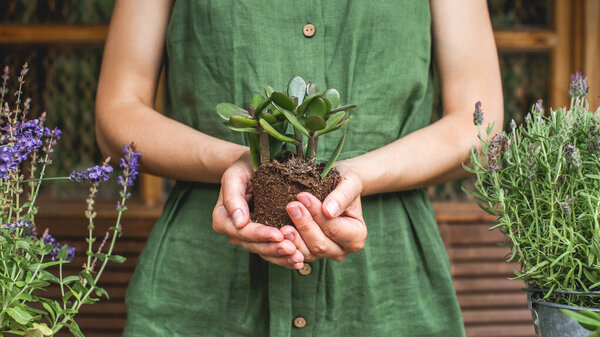Woman gardeners transplanting jade plant, holding in hands ground with plant. Concept of home garden. Spring time. Taking care of home plants