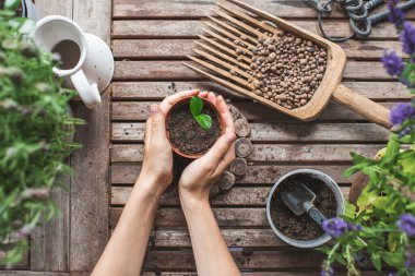  Bahçıvanın elleri, ahşap masadaki plastik saksılarda küçük narenciye bitkilerini naklediyor. Ev bahçesi kavramı. Bahar geldi. Ev bitkileriyle ilgileniyorum.
