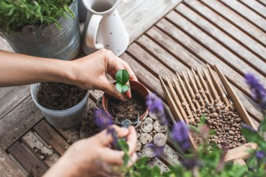  Bahçıvanın elleri, ahşap masadaki plastik saksılarda küçük narenciye bitkilerini naklediyor. Ev bahçesi kavramı. Bahar geldi. Ev bitkileriyle ilgileniyorum.