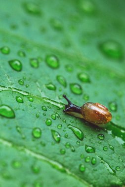 Küçük kahverengi salyangoz yeşil yaprağa tırmanıyor. Yağmurdan sonra su damlayan yeşil yapraklar. Hayvan yaban hayatı, kapatın.