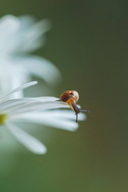 Papatya çiçeğinin üzerindeki küçük kahverengi salyangoz. Salyangoz yaprakların üzerinde sürünüyor. Hayvan yaban hayatı, kapatın.