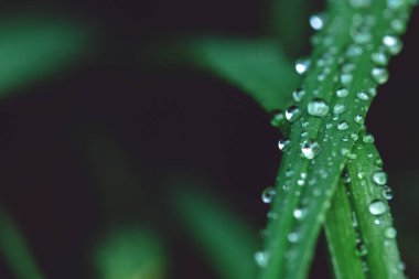 Yaz yağmurundan sonra yeşil uzun yapraklar ve su damlaları. Doğa arka planı ve ekolojik kavram. Metin için kopyalama boşluğunu kapat