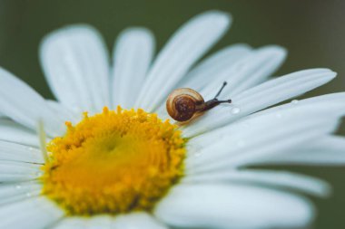 Papatya çiçeğinin üzerindeki küçük kahverengi salyangoz. Salyangoz yaprakların üzerinde sürünüyor. Hayvan yaban hayatı, kapatın.
