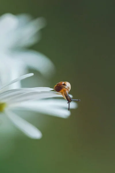 Pequeno pequeno caracol marrom na flor de camomila. Caracol a rastejar em pétalas. animais selvagens, close up Fotos De Bancos De Imagens Sem Royalties