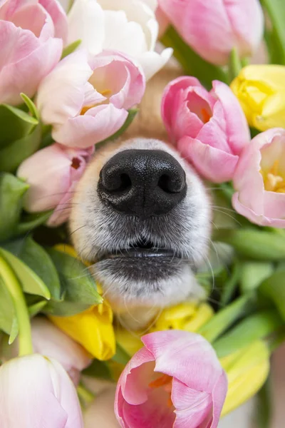 Galli Corgi Pembrok 'un siyah burnu bahar çiçeklerindeki komik köpek pembe, beyaz ve sarı laleler. Bahar ve yaz çiçekleri ve alerji mevsimi