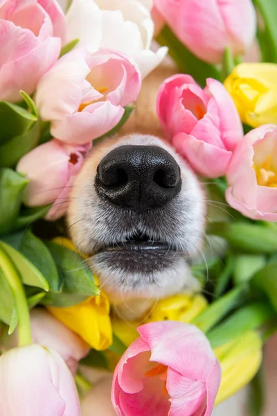 Czarny nos walijskiego corgi pembrok zabawny pies na wiosnę kwiaty różowe, białe i żółte tulipany. sezon wiosenno-letni kwitnienia i alergii Zdjęcie Stockowe