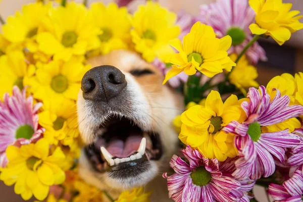 Köpek burnu sarı ve pembe kasımpatı çiçeklerinden dışarı bakar. Alerji sezonunda köpek hapşırığı