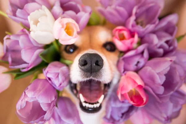 Ağzını açıp laleleri gözetleyen mutlu bir Corgi köpeği. bahar çiçeği arkaplanı